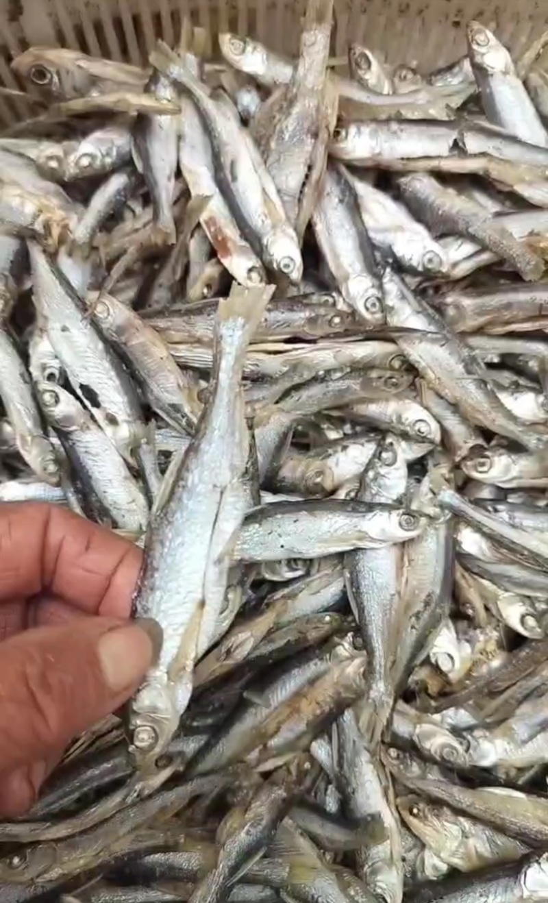 麦穗鱼干微山湖特产一手货源品质保障