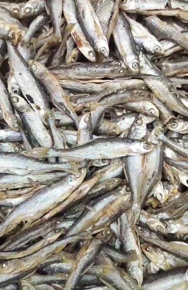麦穗鱼干微山湖特产一手货源品质保障