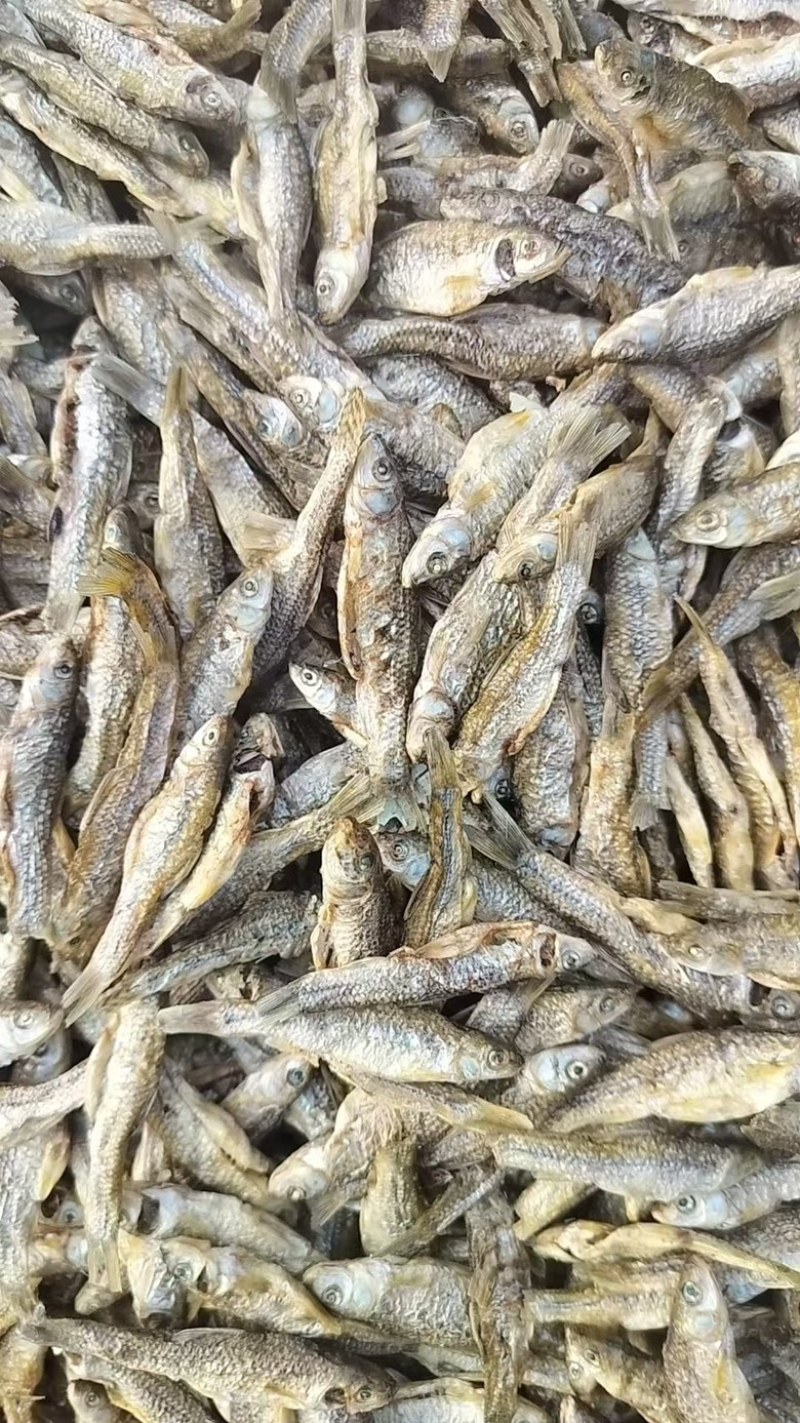 麦穗鱼干微山湖特产一手货源品质保障