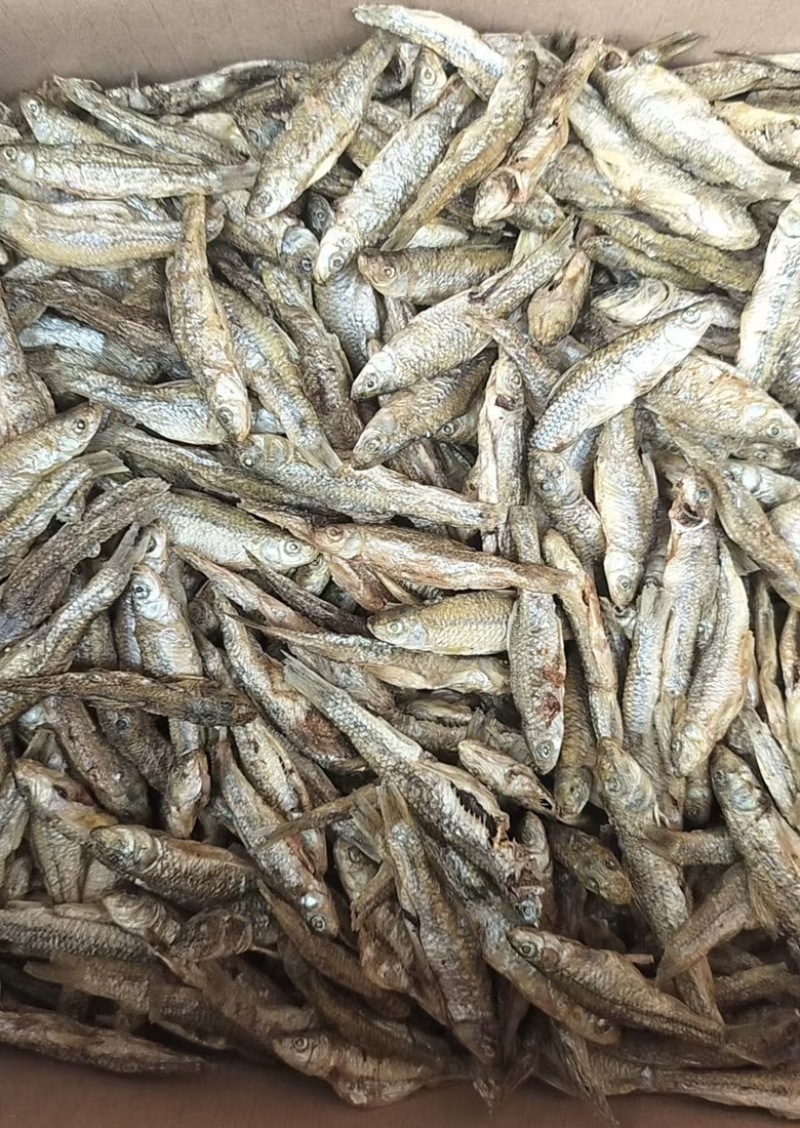 麦穗鱼干微山湖特产一手货源品质保障