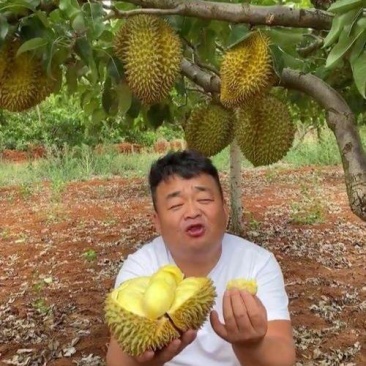 金枕榴莲一手批发价格，A果保5房，坏果包赔，货到付款