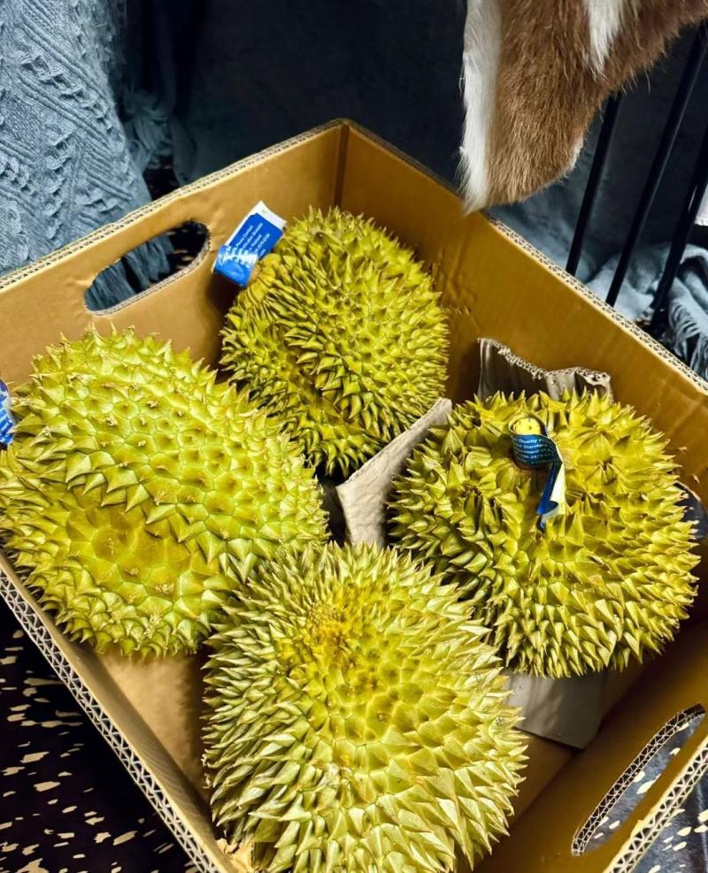 金枕榴莲一手批发价格，A果保5房，坏果包赔，货到付款