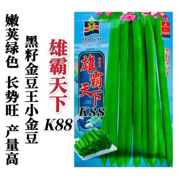 雄霸天下小金豆种子无筋架豆四季豆种子黑籽小金豆角种籽抗病