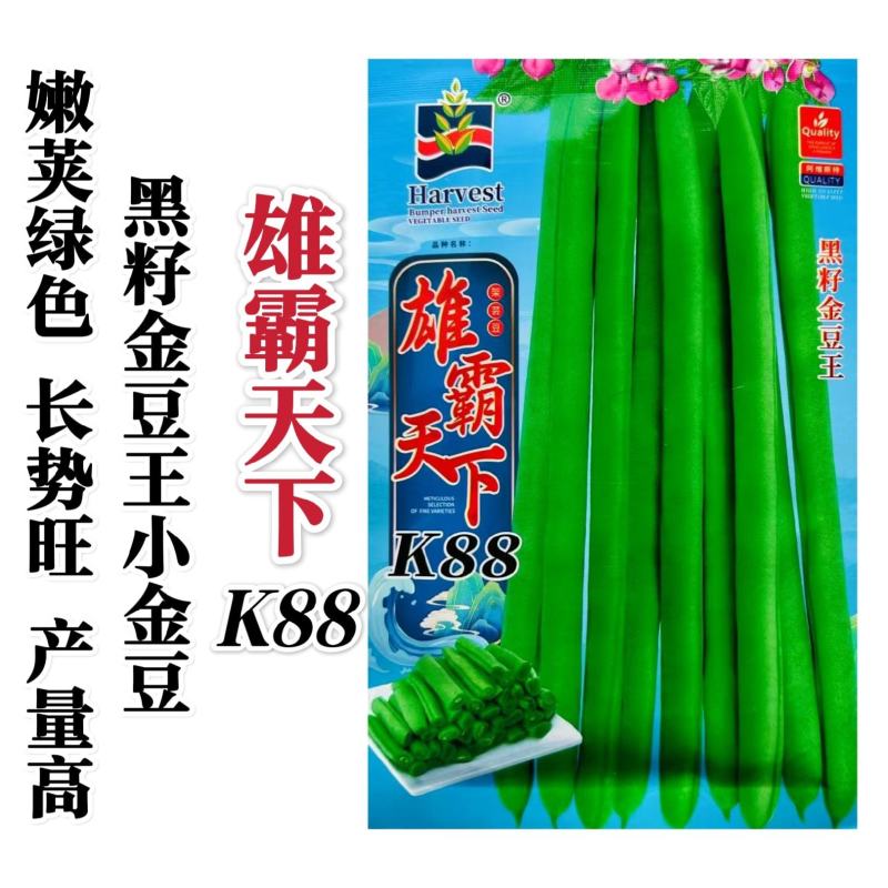 雄霸天下小金豆种子无筋架豆四季豆种子黑籽小金豆角种籽抗病