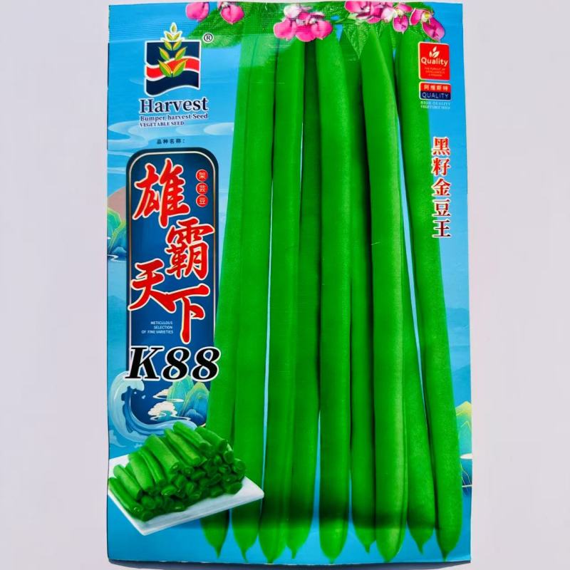 雄霸天下小金豆种子无筋架豆四季豆种子黑籽小金豆角种籽抗病