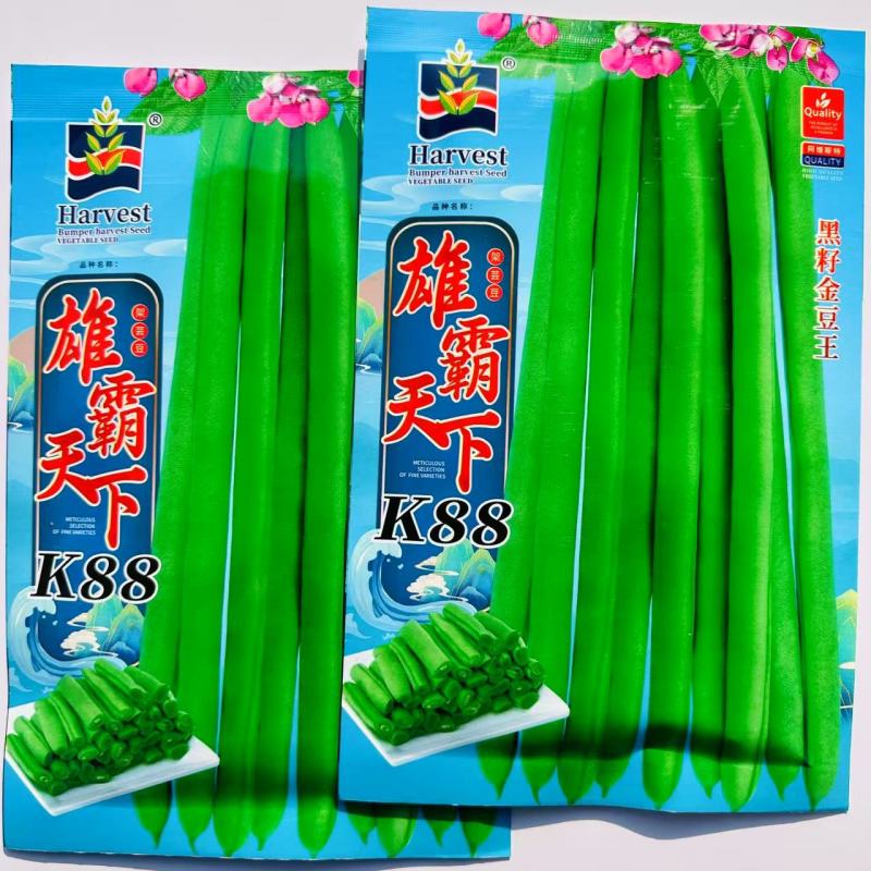 雄霸天下小金豆种子无筋架豆四季豆种子黑籽小金豆角种籽抗病