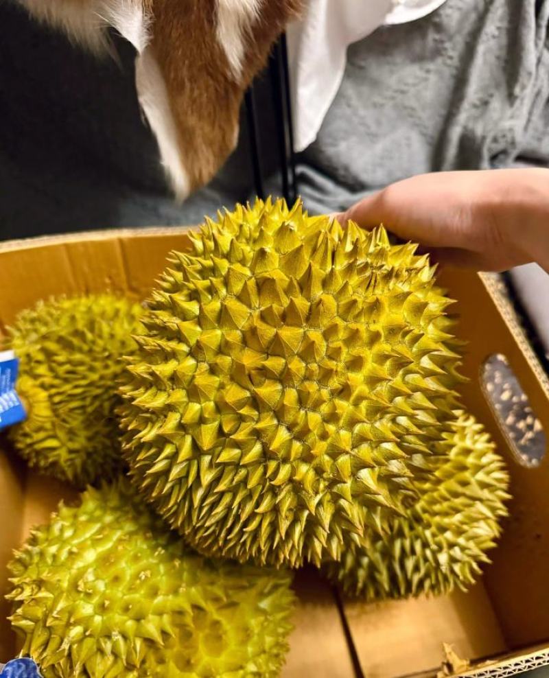 金枕榴莲一手批发价格，A果保5房，坏果包赔，货到付款
