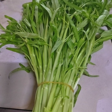 反季空心菜
