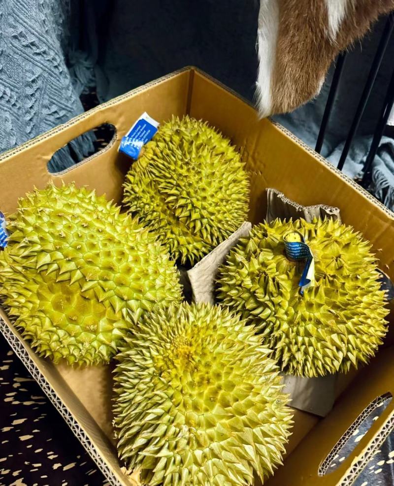 金枕榴莲一手货源批发市场，a果保5房，坏果包赔，货到付款