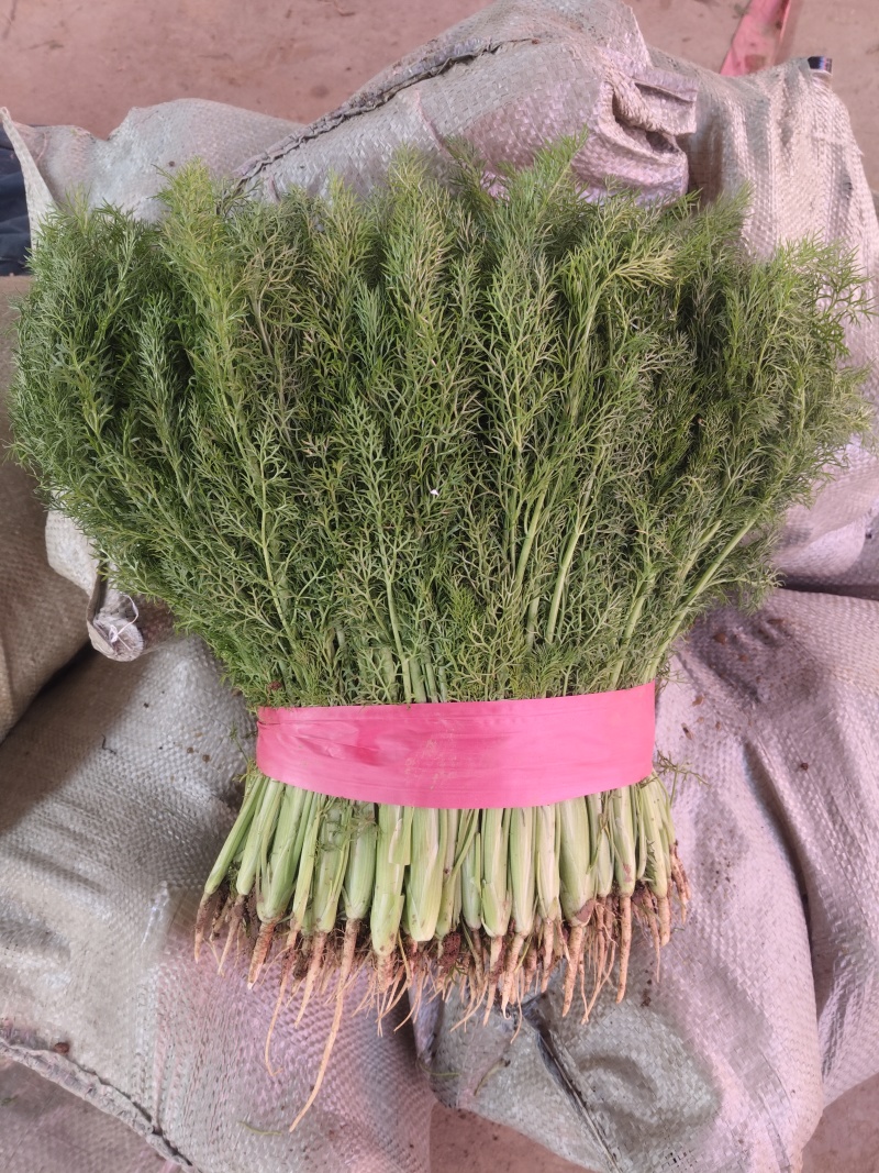 精品茴香