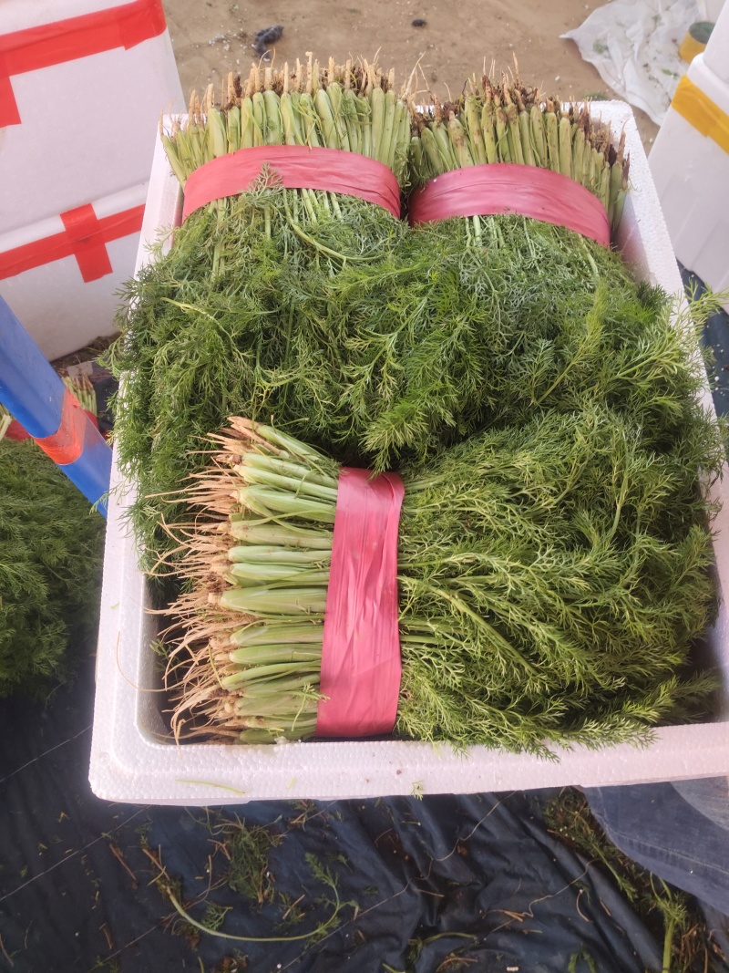 精品茴香