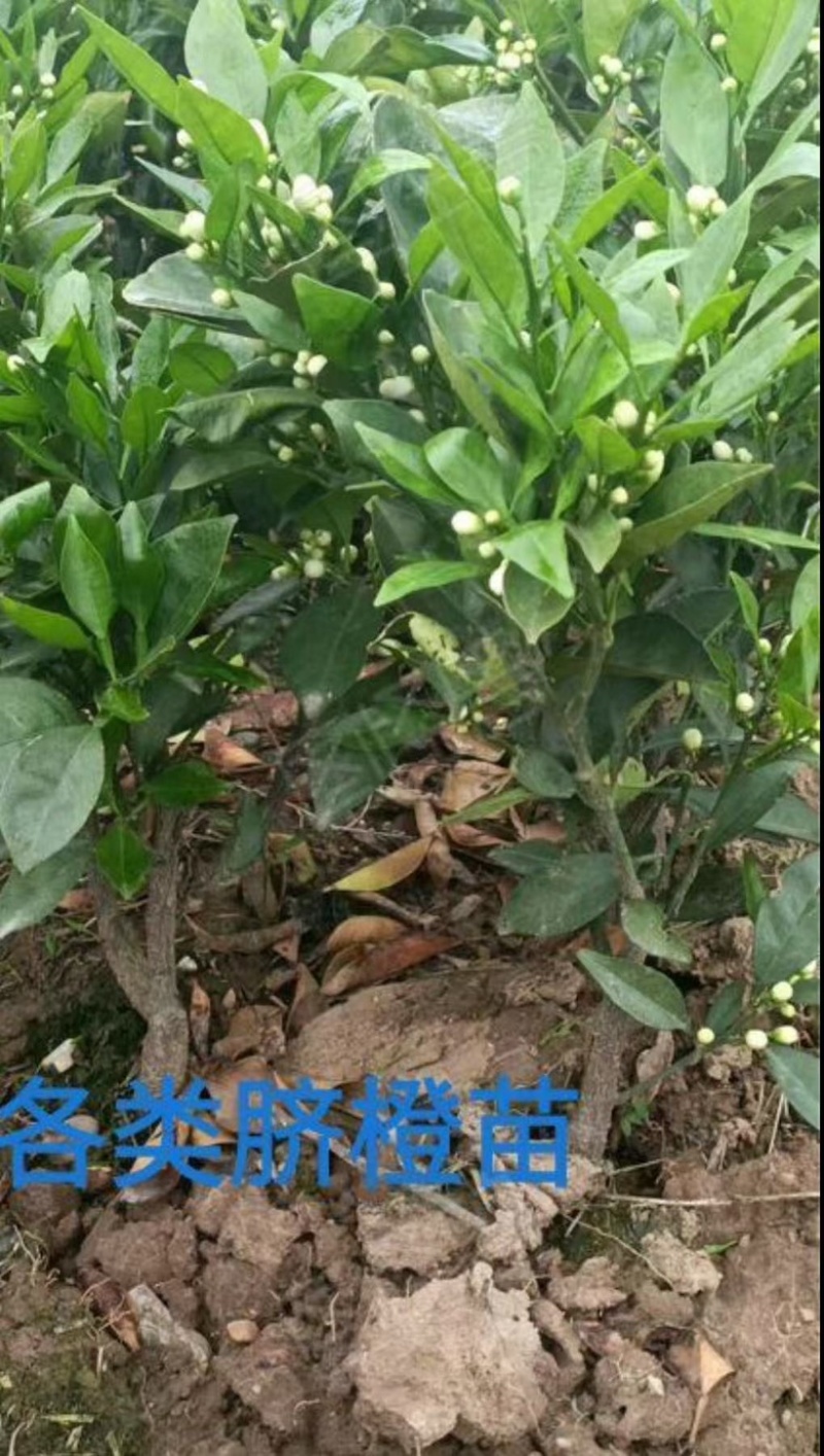 伦晚脐橙苗产地直发，诚信卖家，支持看货，欢迎大家来采购