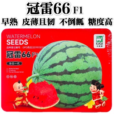 冠雷66西瓜种子薄皮糖度高耐裂西瓜种籽甜脆多汁皮薄酥脆