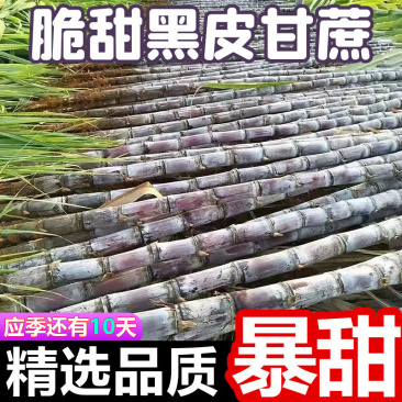 甘蔗黑皮黄皮产地直发品质保证对接批发商一手货