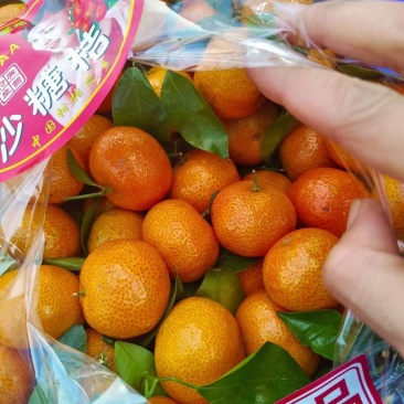 广西砂糖橘产地直发品质保证新鲜发货大量现货一手货源