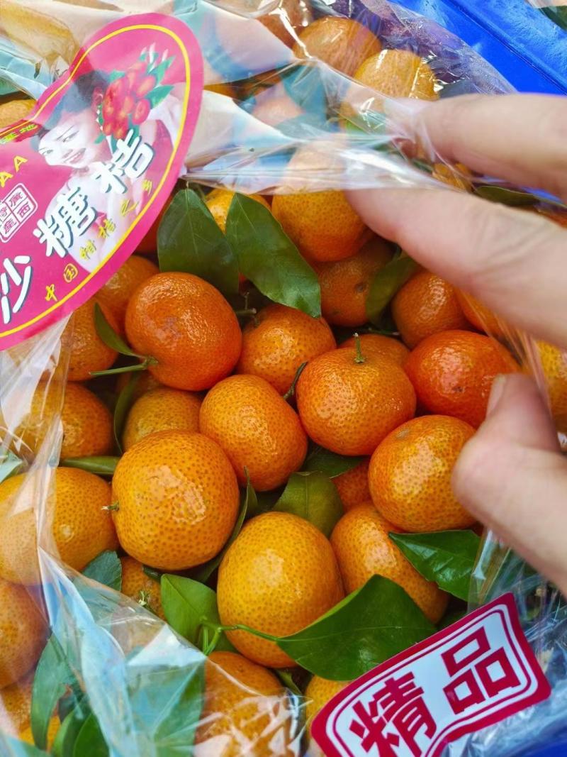 广西砂糖橘产地直发品质保证新鲜发货大量现货一手货源