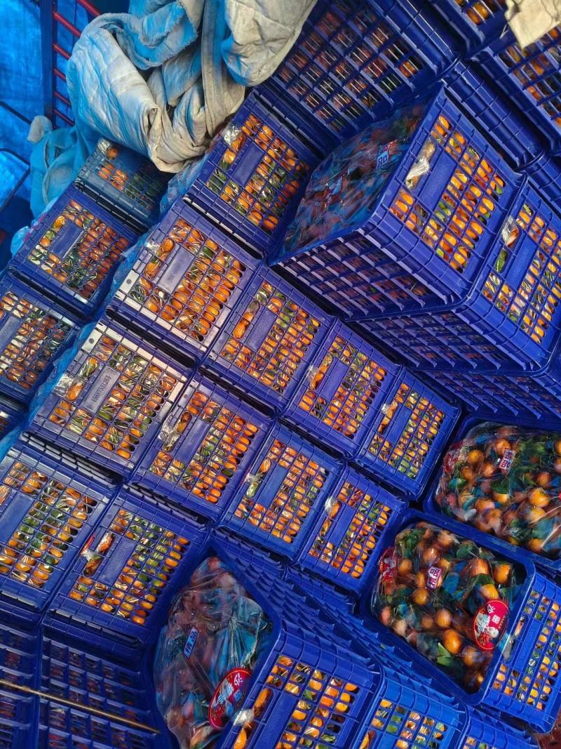 广西砂糖橘产地直发品质保证新鲜发货大量现货一手货源