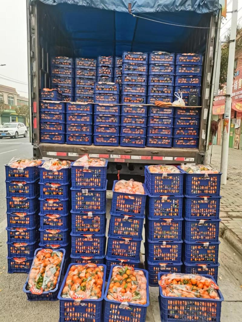 广西砂糖橘产地直发品质保证新鲜发货大量现货一手货源