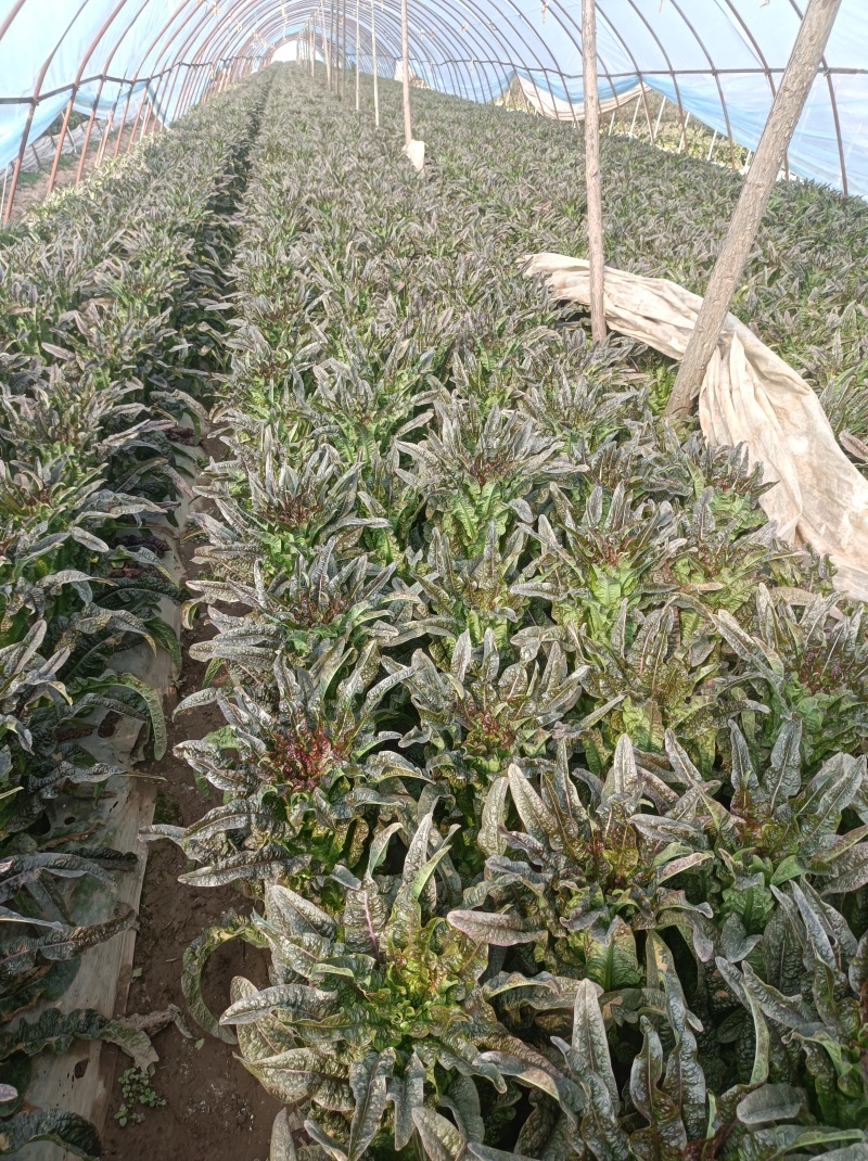 红尖叶莴笋上市啦！可全国发货，支持各种包装！