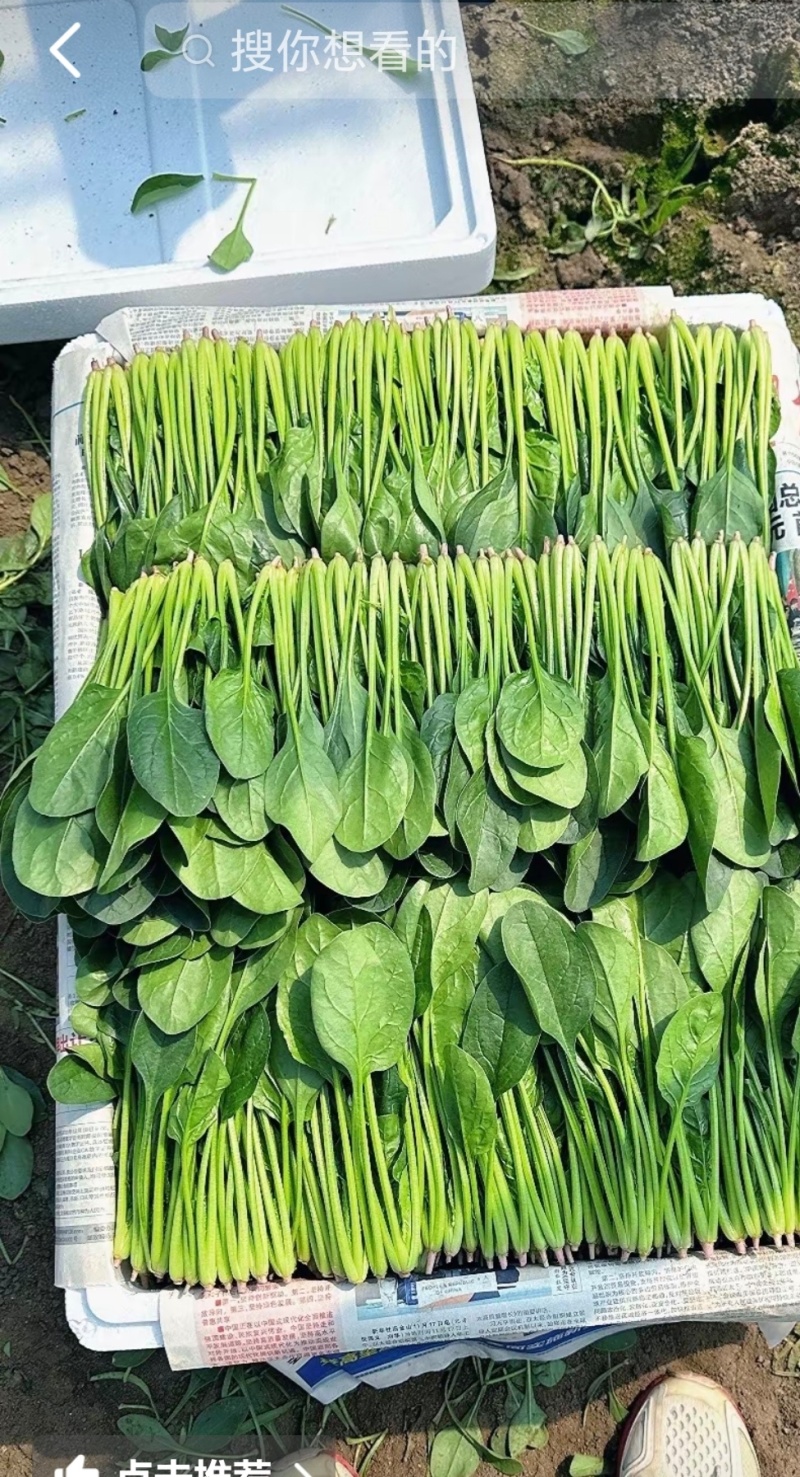 聊城大把小把菠菜产地直供安需包装对接商超欢迎来电
