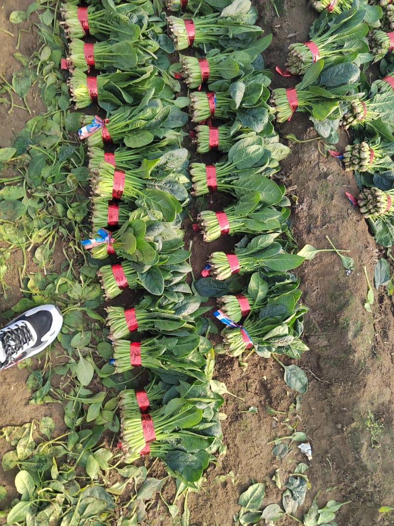 聊城大把小把菠菜产地直供安需包装对接商超欢迎来电