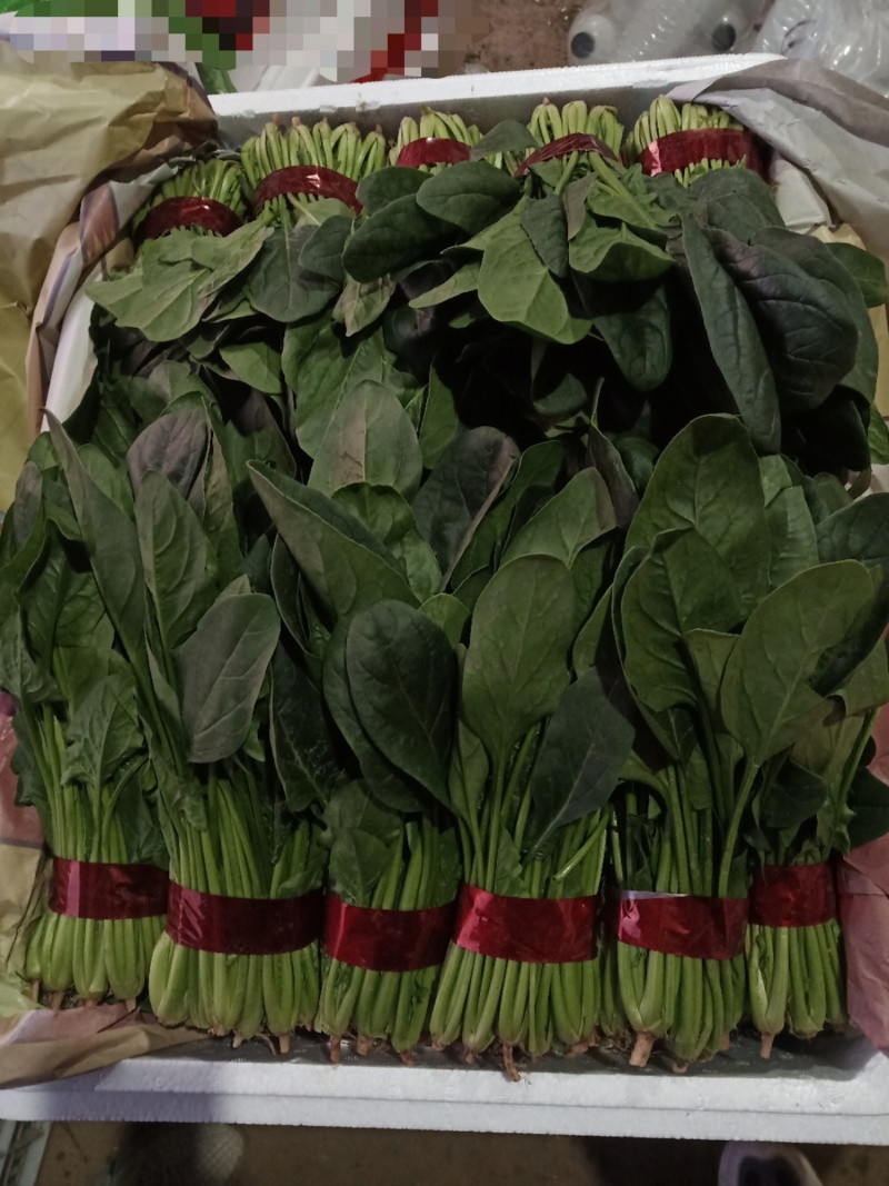 聊城大把小把菠菜产地直供安需包装对接商超欢迎来电