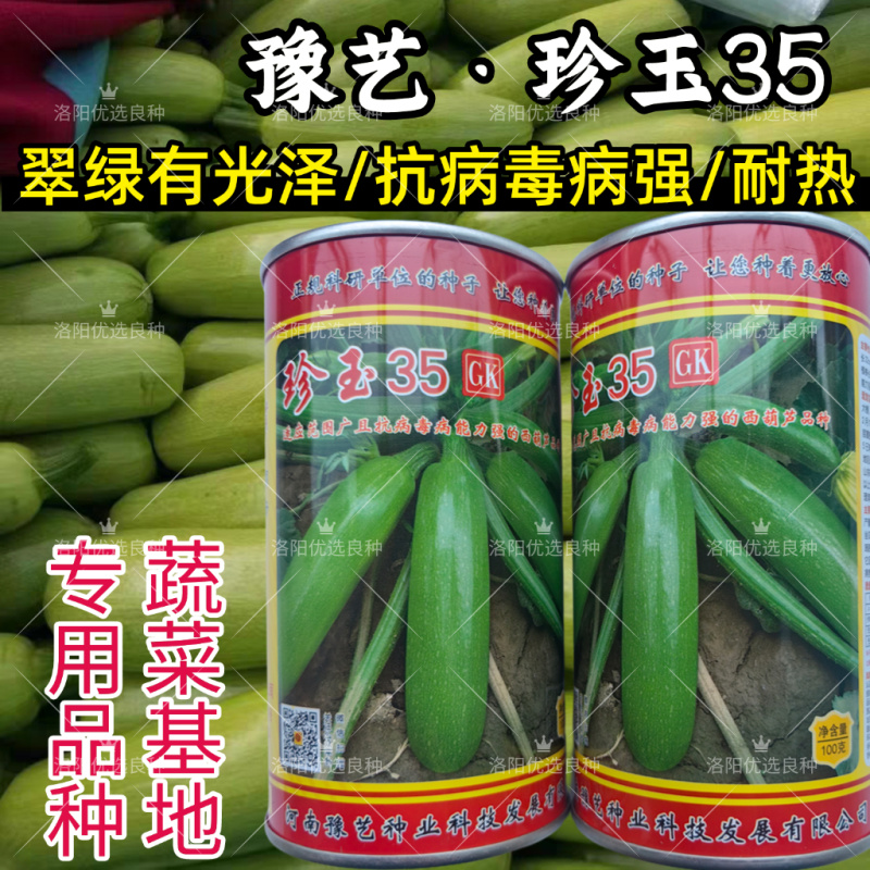 珍玉35西葫芦种子油绿翠绿耐热抗病毒露地大棚油葫芦春夏秋