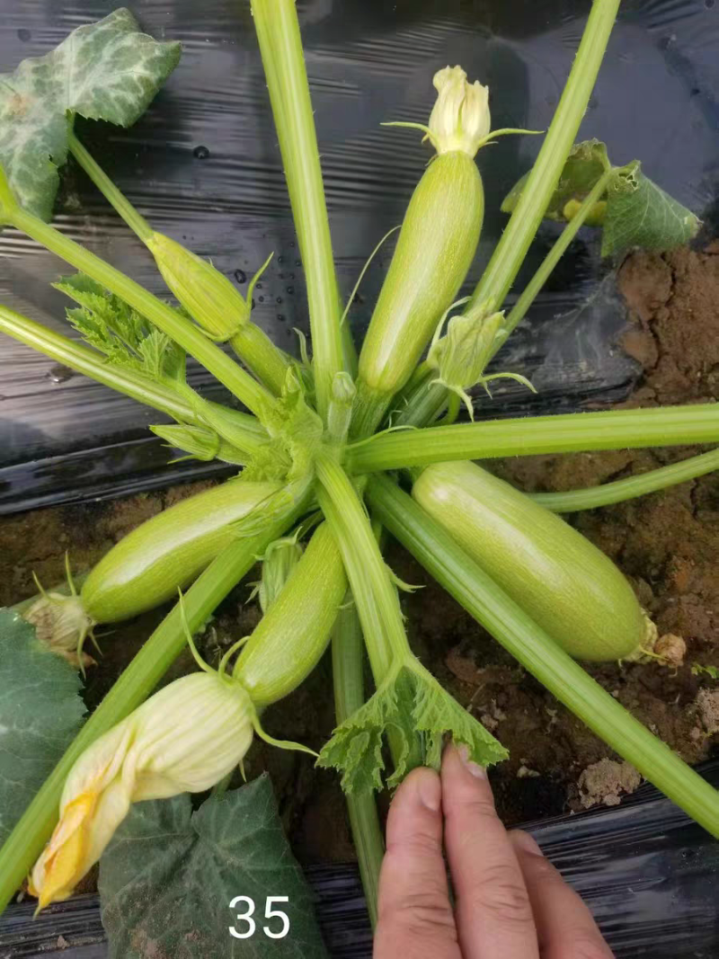 珍玉35西葫芦种子油绿翠绿耐热抗病毒露地大棚油葫芦春夏秋
