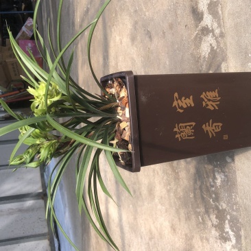 春兰花开富贵原盆随机发货（苗数和花苞数）
