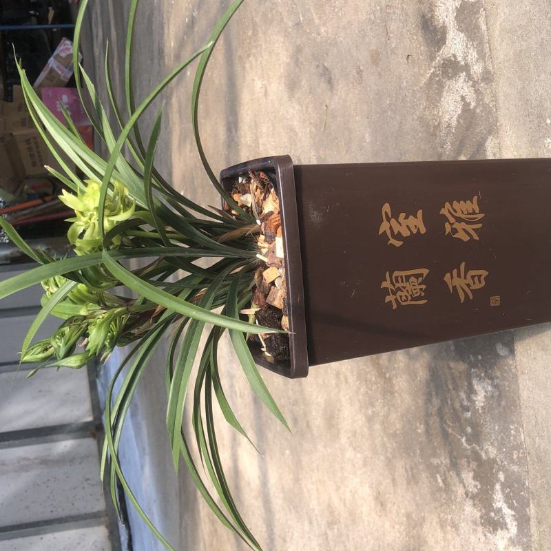 春兰花开富贵原盆随机发货（苗数和花苞数）