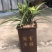 春兰花开富贵原盆随机发货（苗数和花苞数）