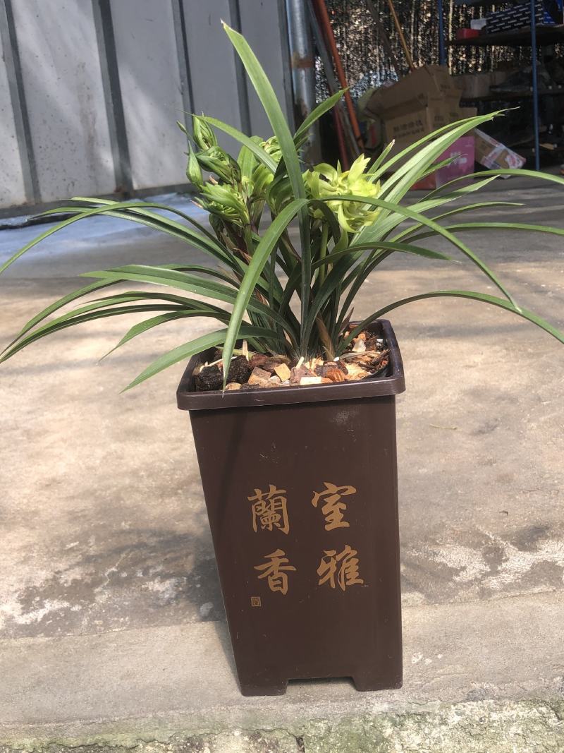 春兰花开富贵原盆随机发货（苗数和花苞数）