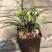 春兰花开富贵原盆随机发货（苗数和花苞数）