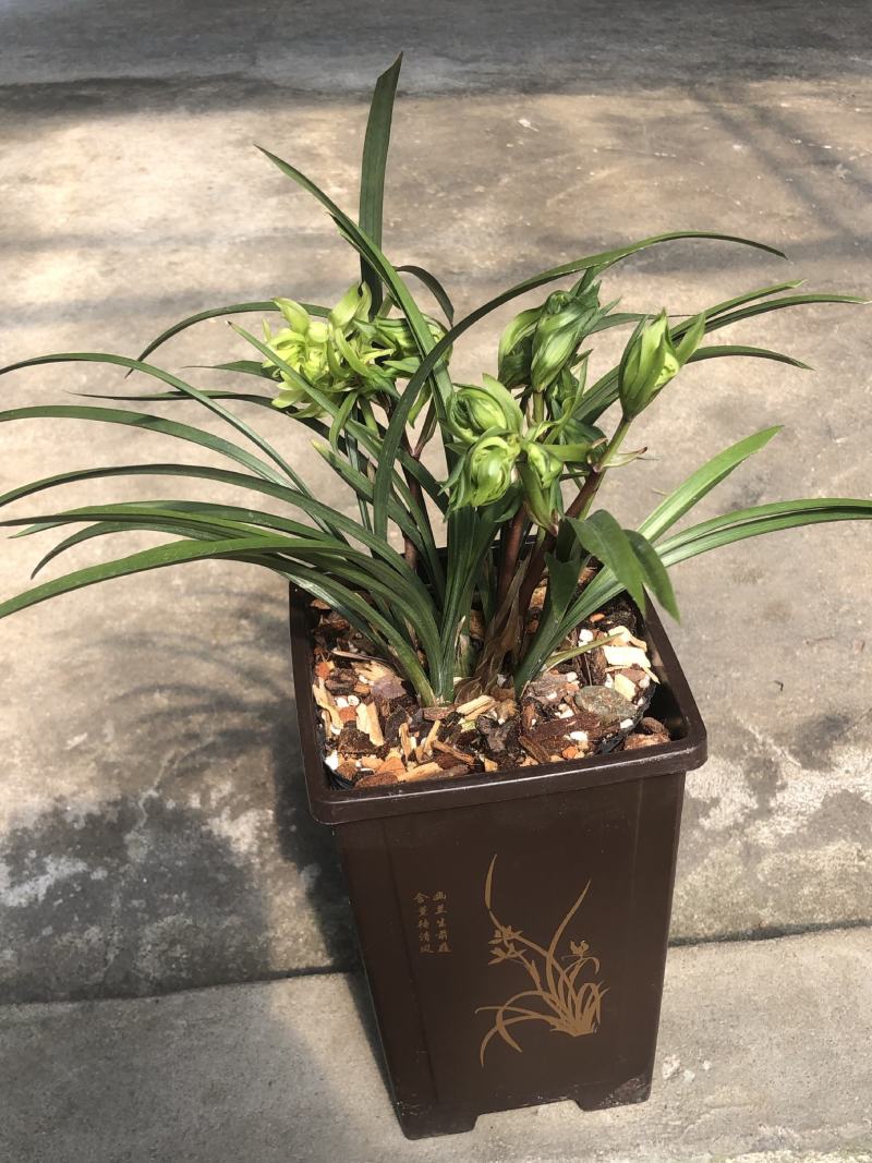 春兰花开富贵原盆随机发货（苗数和花苞数）