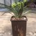 春兰花开富贵原盆随机发货（苗数和花苞数）