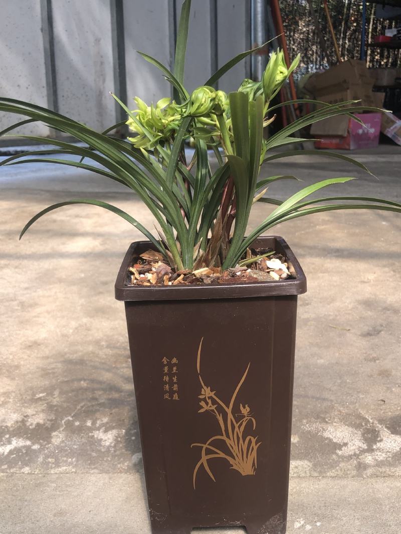 春兰花开富贵原盆随机发货（苗数和花苞数）