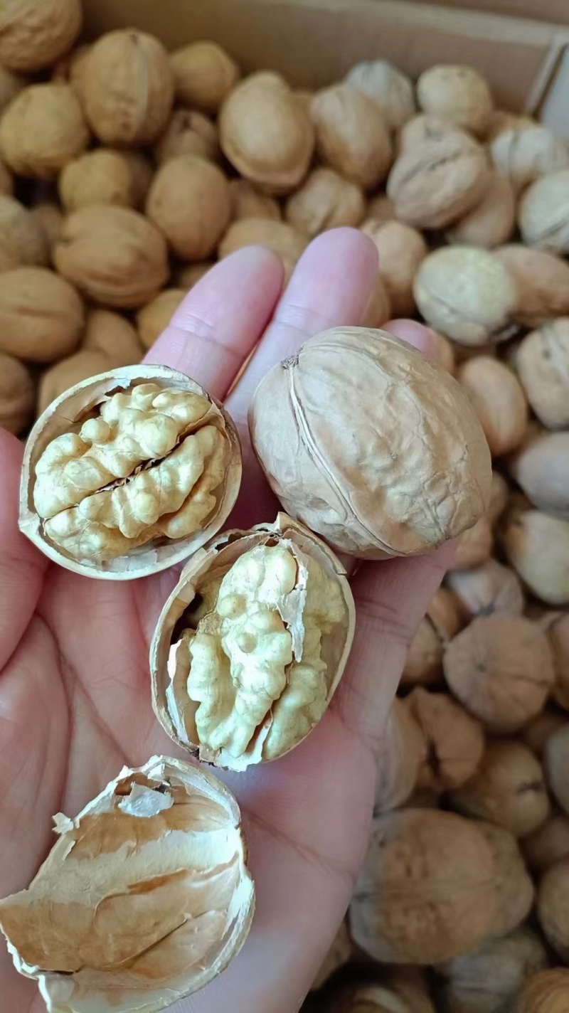 185纸皮核桃批发价格漂亮一手货源大量现货产地直发品质保