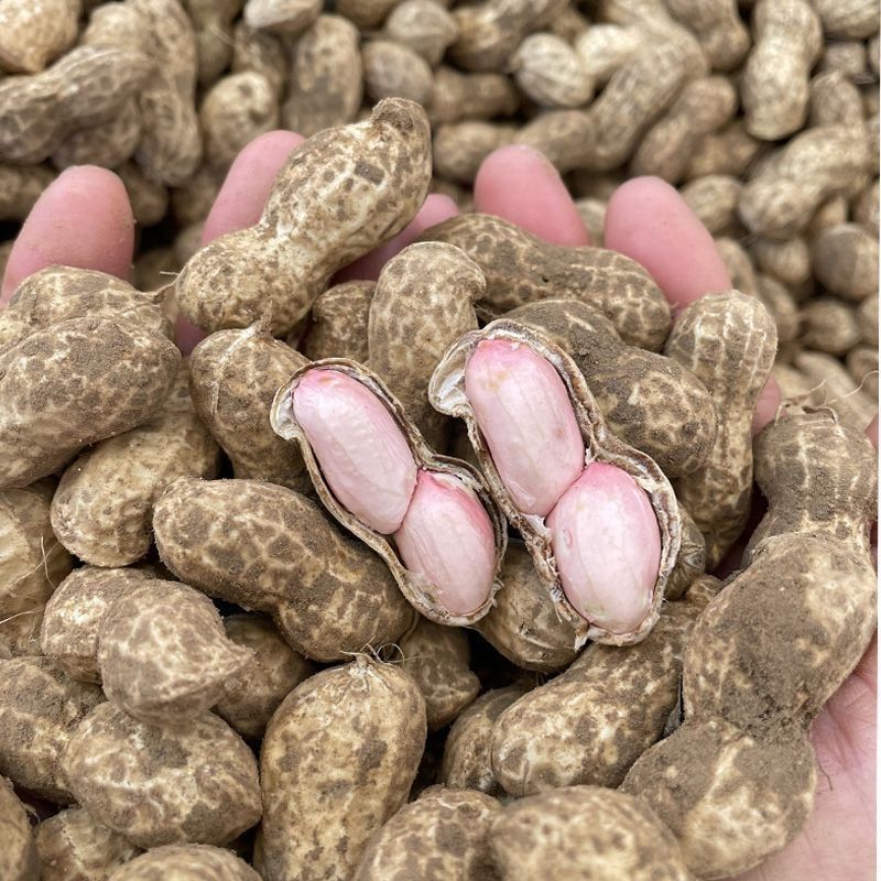 大粒罗汉308花生种子高油纯手工去壳净籽白沙罗汉果花生米