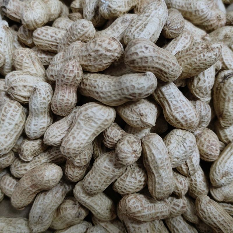 大粒罗汉308花生种子高油纯手工去壳净籽白沙罗汉果花生米