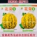 丰信恒花荣8号甜瓜种子特甜八里香甜瓜种子绿肉高糖香瓜种籽