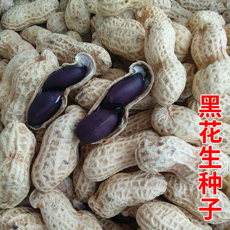 航园黑宝石花生种子高产早熟大粒黑花生种子春夏大田用种