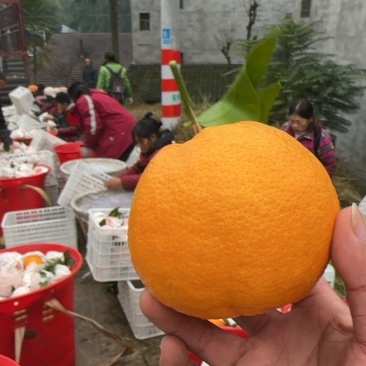春见，耙耙柑