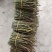 铁皮石斛！基地直发，一手货源，质量保证！！！！！！！！！