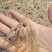 小白虾，小米虾