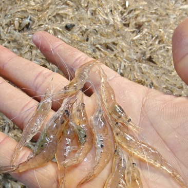 小白虾，小米虾