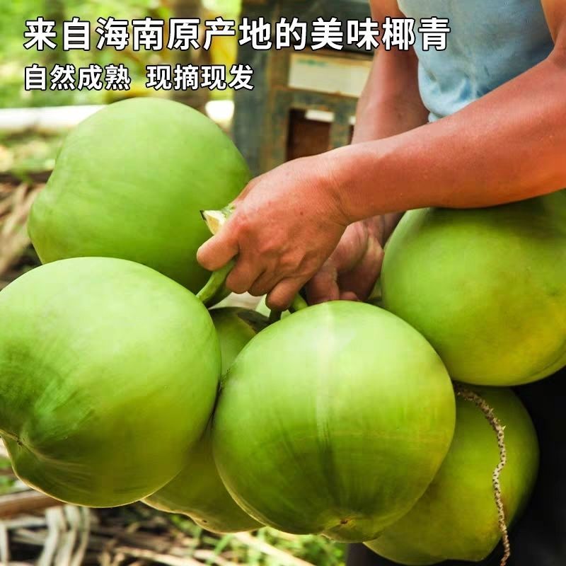 椰子批发树上熟大量现货产地直发品质保证价格
