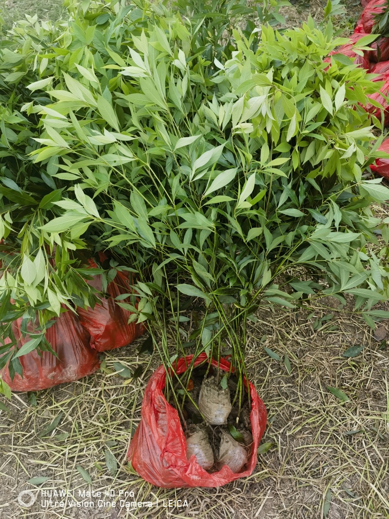 金丝楠木杯苗无妨布袋苗质量保证手续齐全