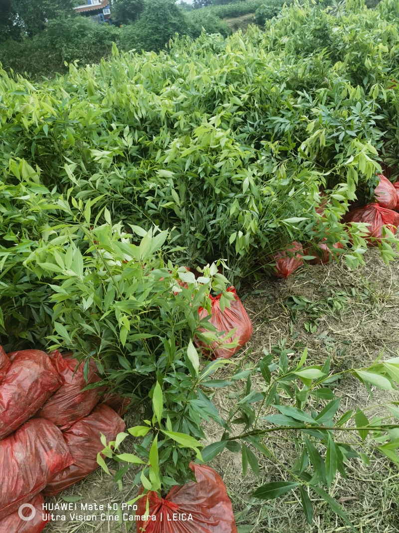 金丝楠木杯苗无妨布袋苗质量保证手续齐全