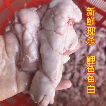 新鲜鲤鱼鱼白鱼杂活鱼现杀鲤鱼鱼油鲤鱼鱼白饭店商用冰鲜速冻