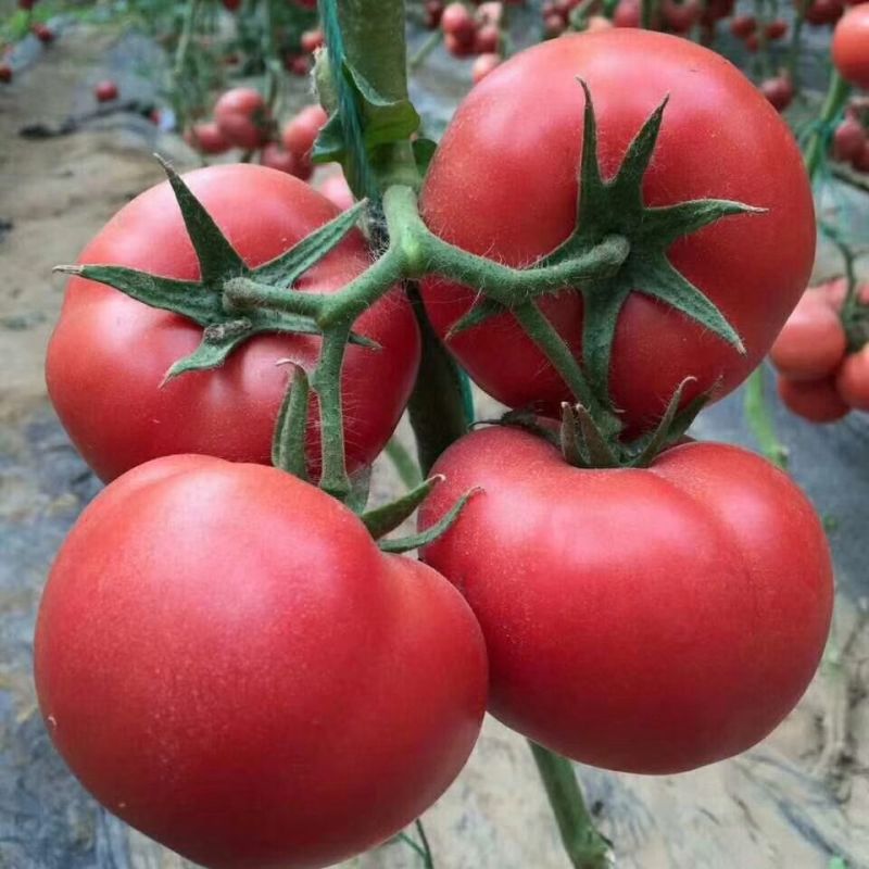 金粉美佳粉红番茄种子无限生长型高圆形春秋播蔬菜大果西红柿